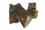 Oligocene Fossil Hemicyonine Bear (Cephalogale) Tooth - France #154982-1
